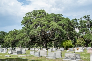 Large Oak Tree Forest Lawn Cemetery