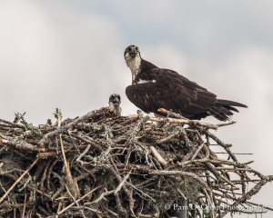 Momma Osprey and baby