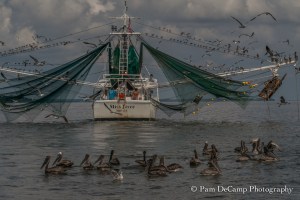 Pelicans waiting for a treat