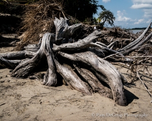 Drift wood roots on Bradley Beach