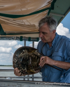 Captain Mike Neal explains the benefits of the horseshoe crab.