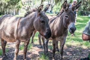 Domesticated donkeys joining the tour for lunch.
