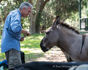 Attempting to photograph the donkeys.