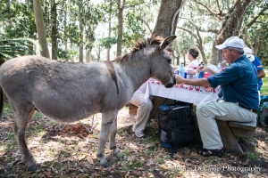 Domesticated donkey begging