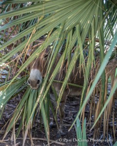 Donkey in the palms