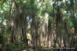 Spanish Moss