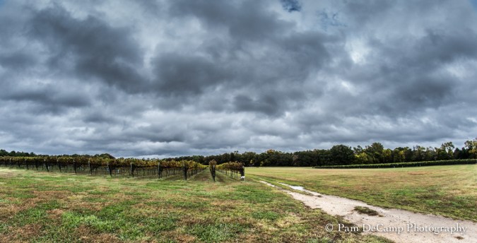 Williamsburg Winery Vineyard
