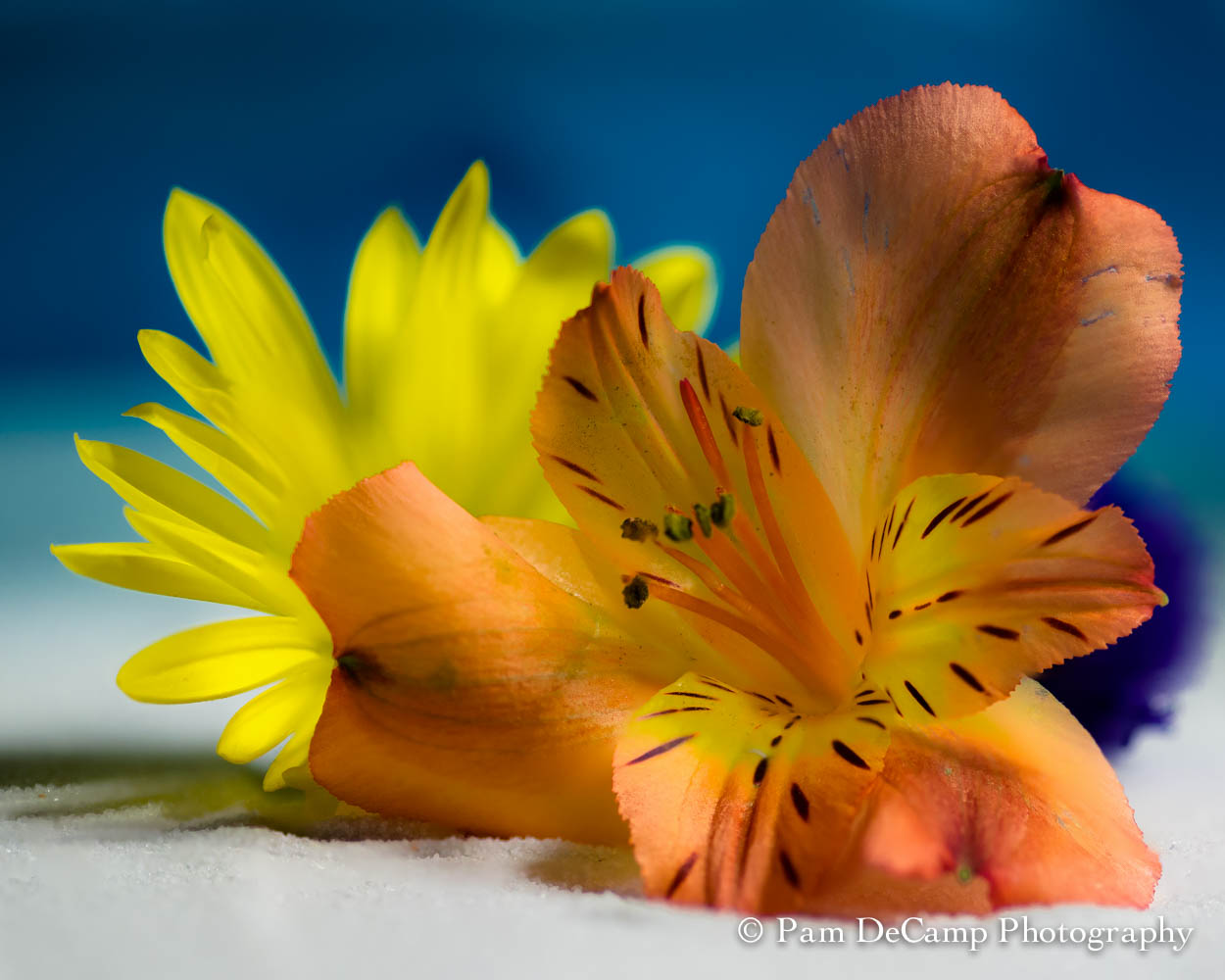 FocusStackingFlower-2