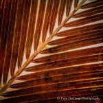 PDC_3972-Edit-Edit-Edit