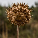 PDC_7205